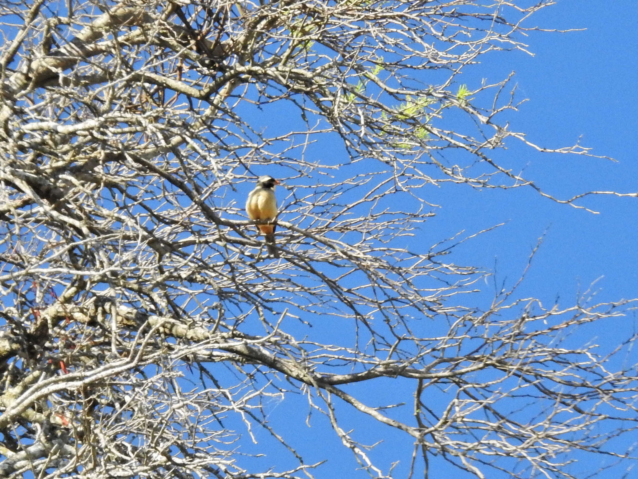 Image of Golden-billed Saltator