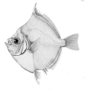 Image of Boarfish