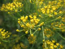 Image of dill