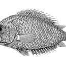 Image of Guyana leaffish