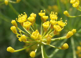 Image of dill