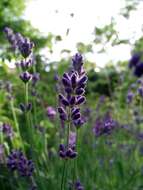 Слика од Lavandula angustifolia Mill.