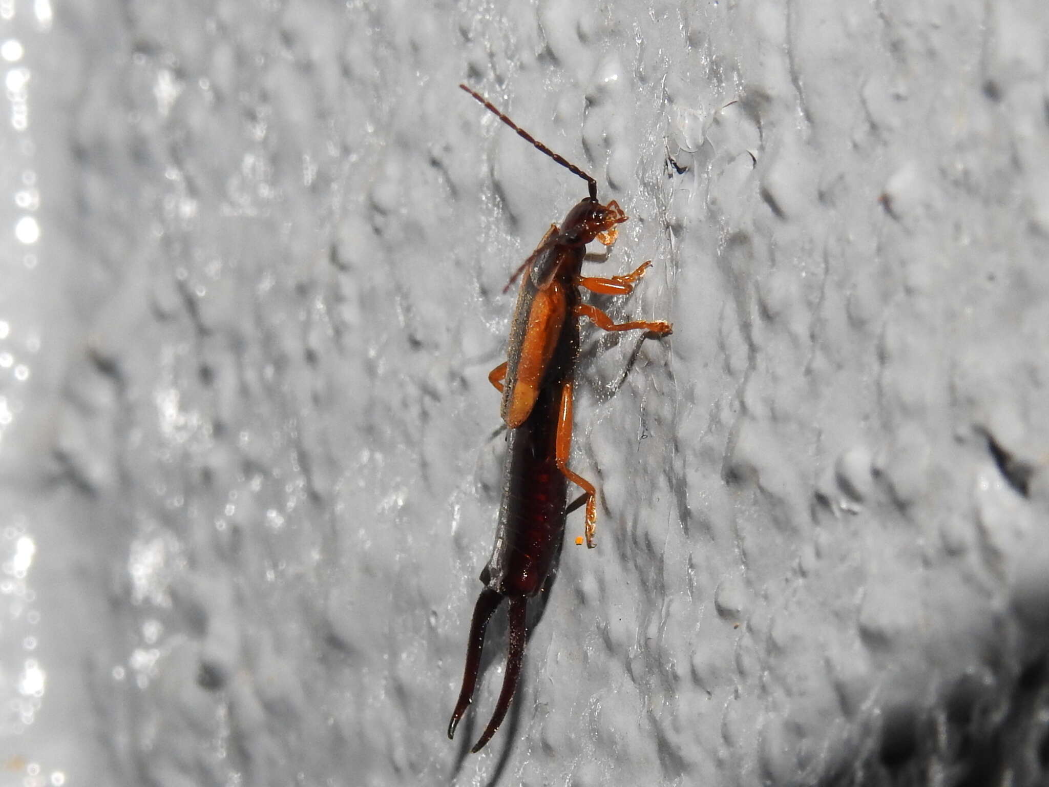 Image of Lined Earwig