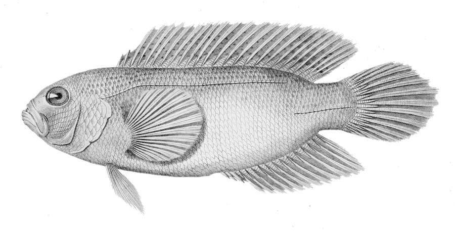 Слика од Labracinus cyclophthalmus (Müller & Troschel 1849)