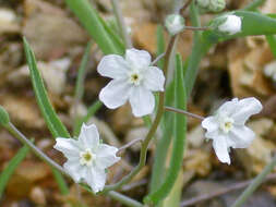 Слика од Iberodes linifolia (L.) Serrano, R. Carbajal & S. Ortiz