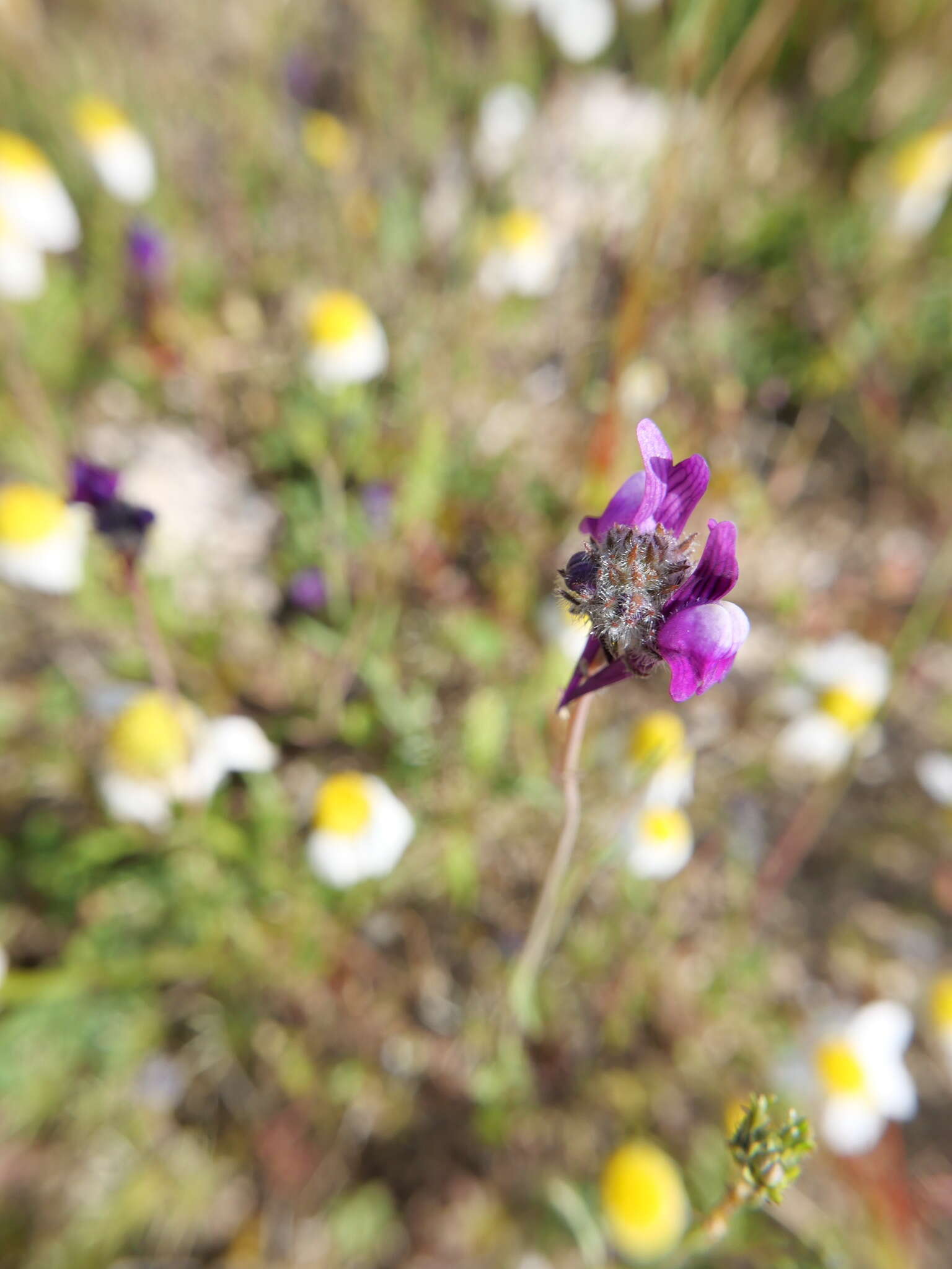 Image of Linaria joppensis Bornm.