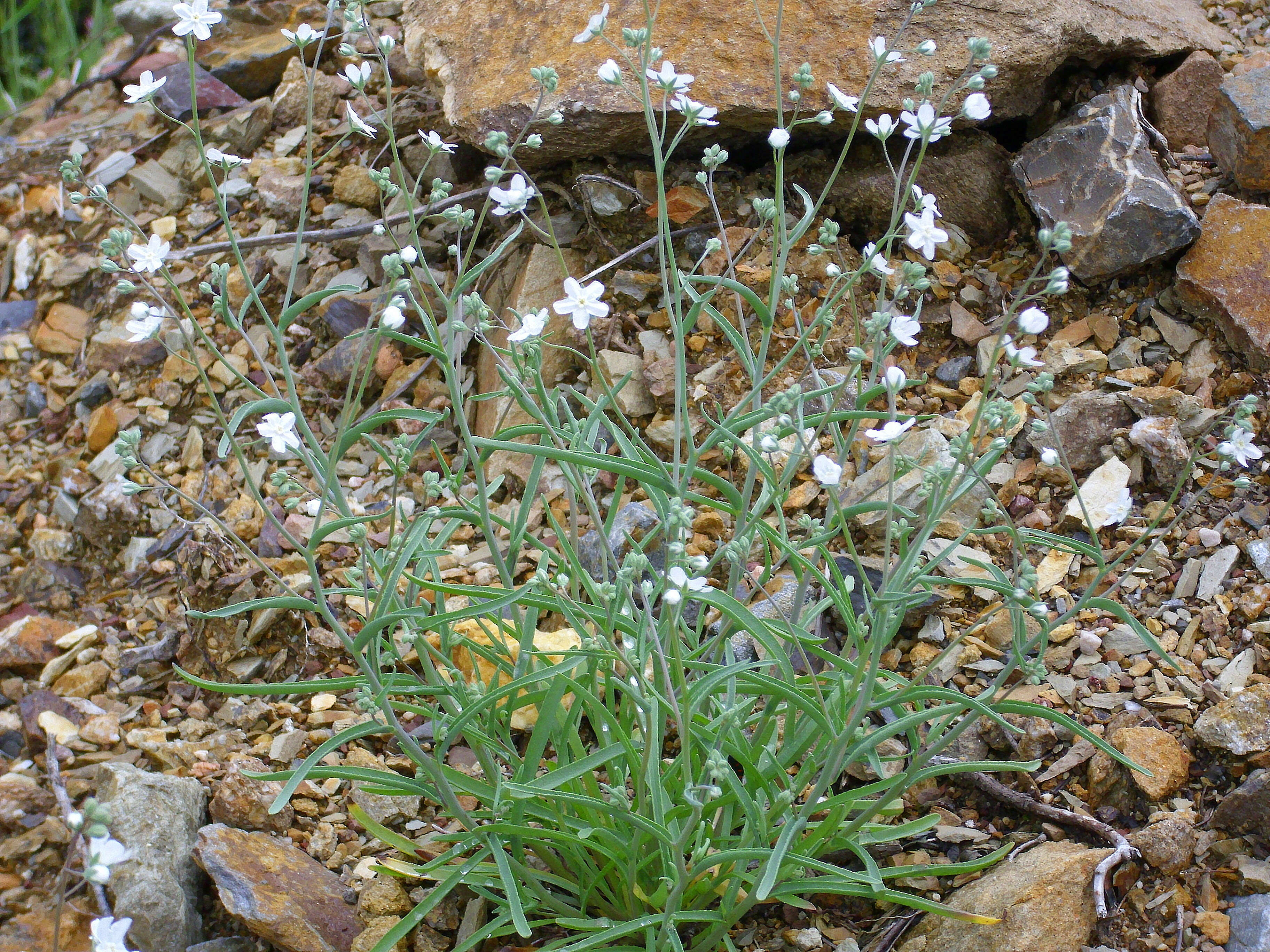 Слика од Iberodes linifolia (L.) Serrano, R. Carbajal & S. Ortiz