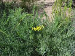 Image of Lebeckia gracilis Eckl. & Zeyh.