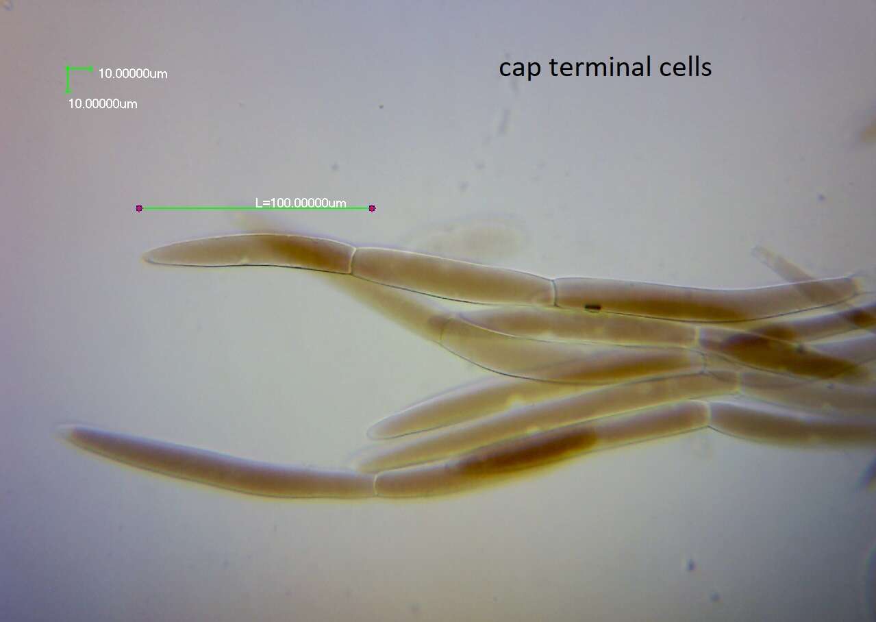 Image of Pluteus similis E. Horak 2008