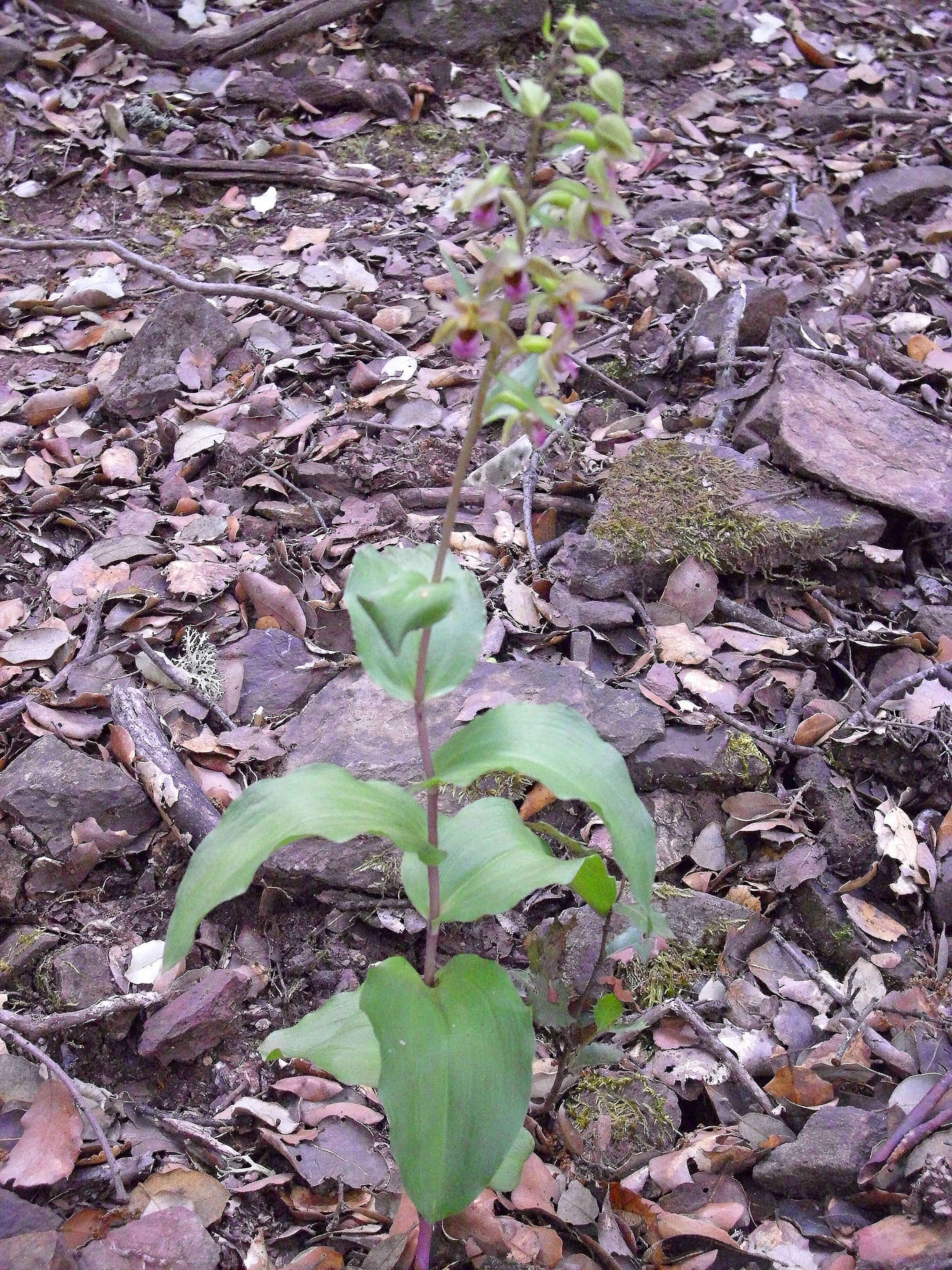 Imagem de Epipactis tremolsii Pau