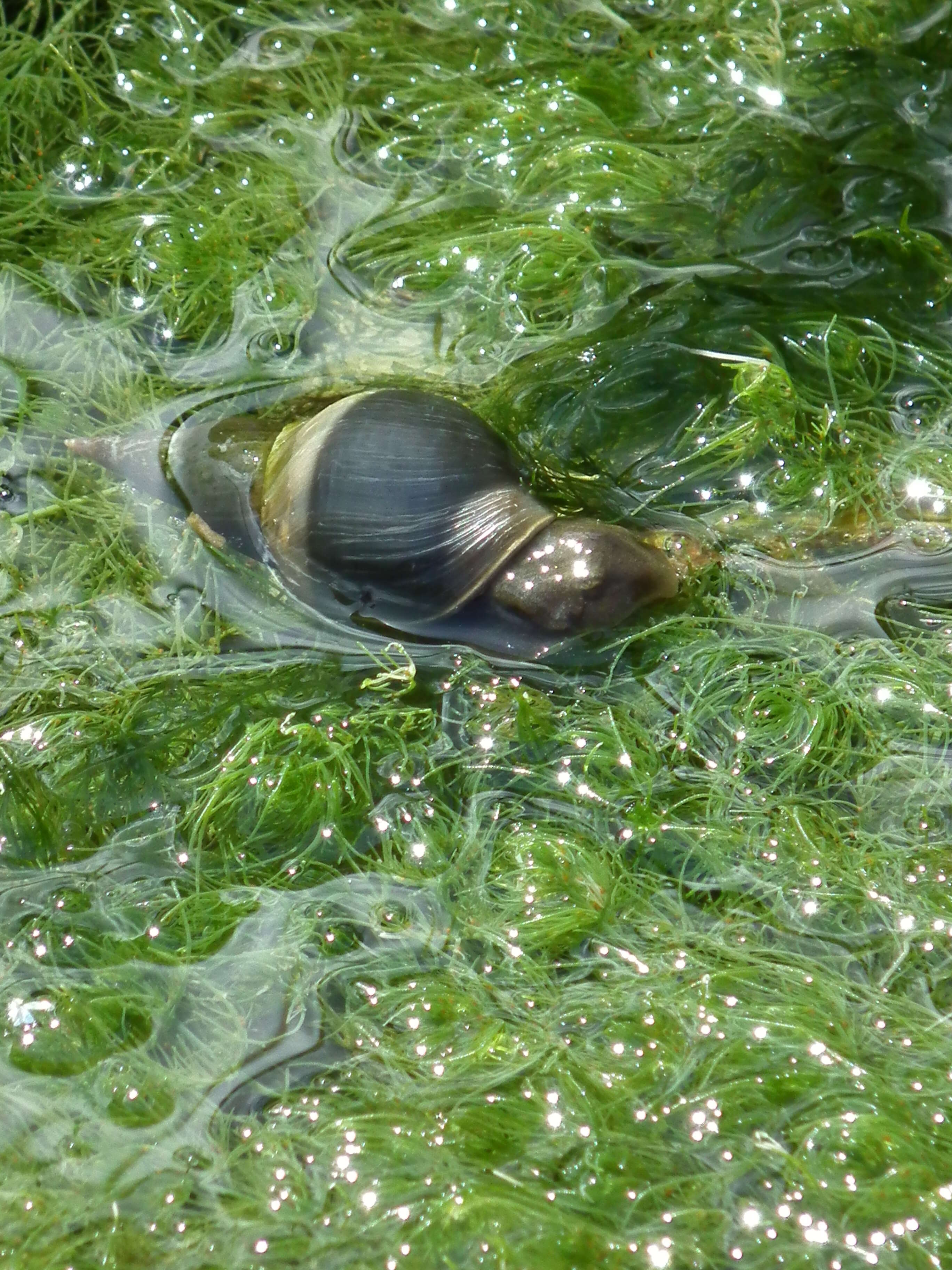 Image of Great Pond Snail