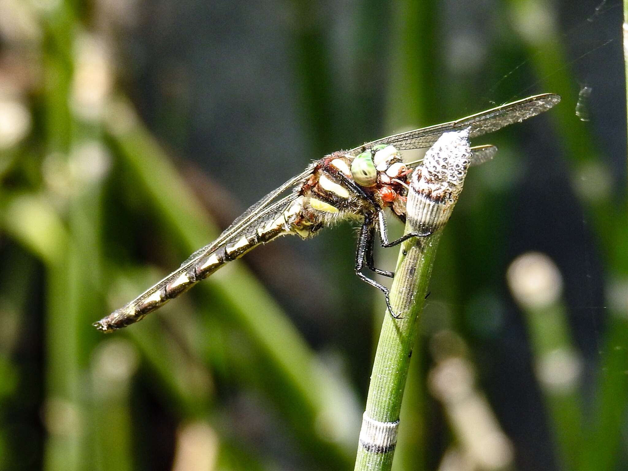 Image of Delta-spotted Spiketail