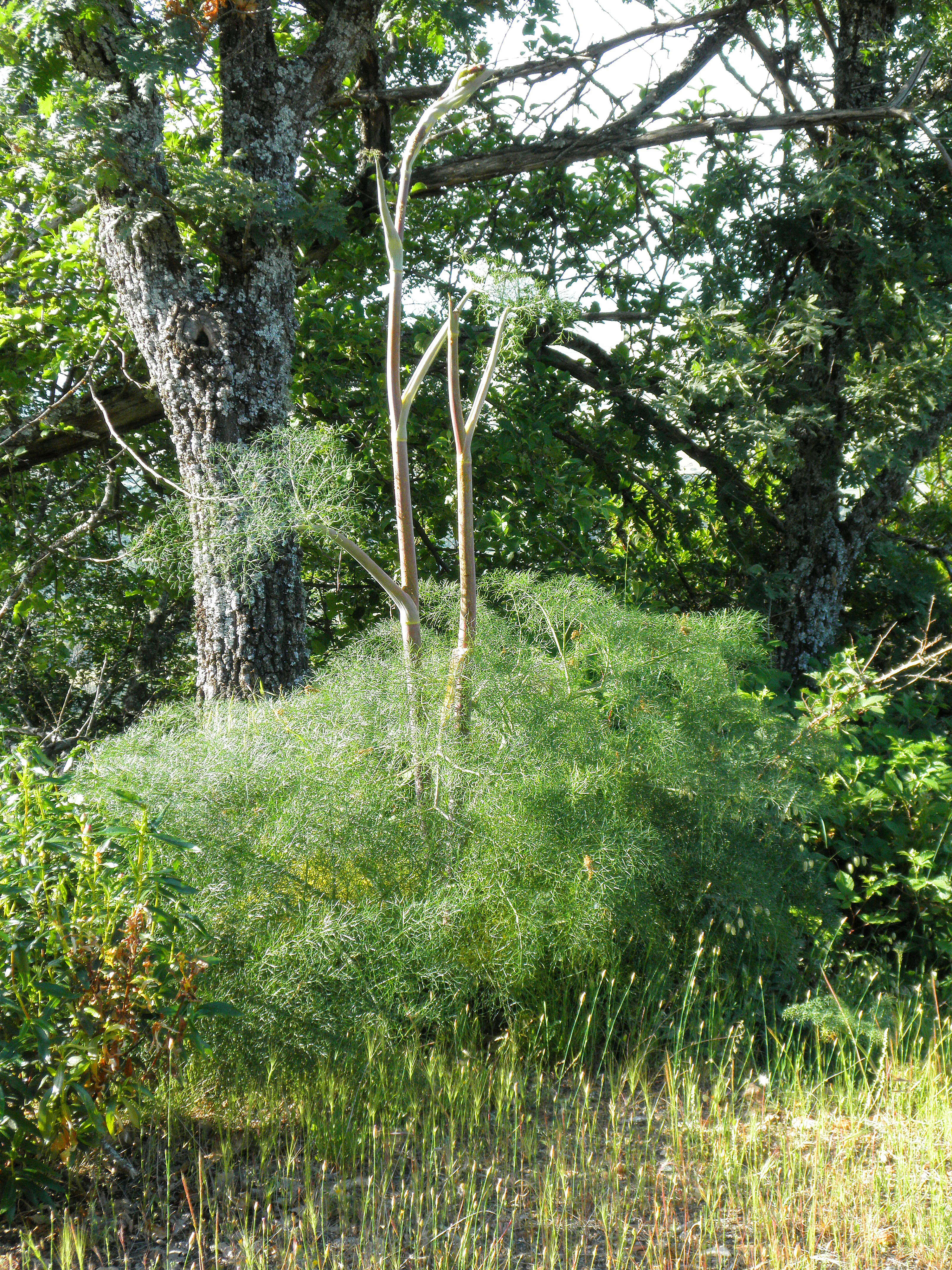 Image of Giant Fennel