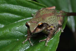 Image of Koadaikanal Bush Frog