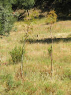 Image of Giant Fennel