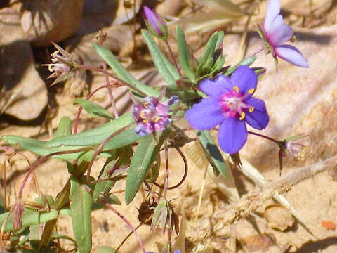 Image of Scarlet pimpernel