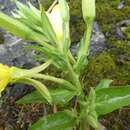 Слика од Oenothera cambrica K. Rostanski