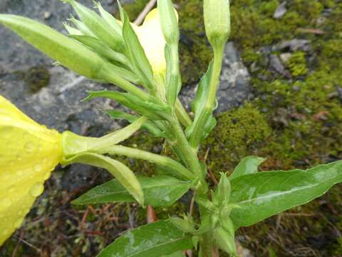 Oenothera cambrica K. Rostanski resmi