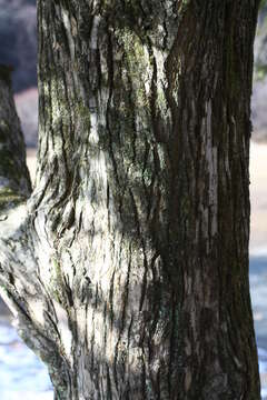 Image of Japanese Nutmeg Tree