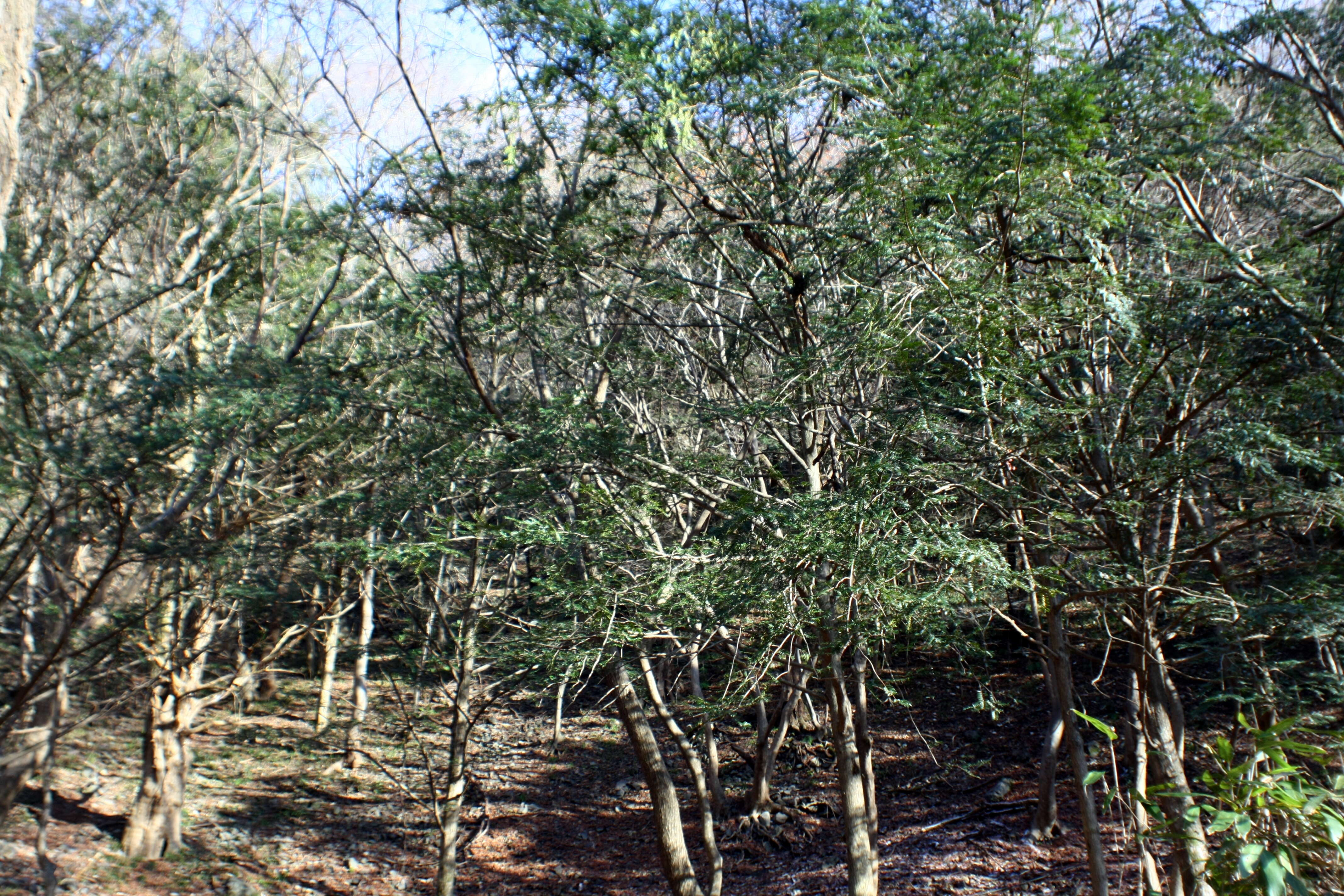 Image of Japanese Nutmeg Tree