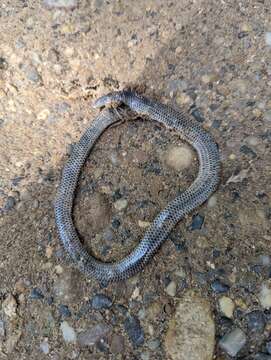 Image of Big-scaled Blind Snake