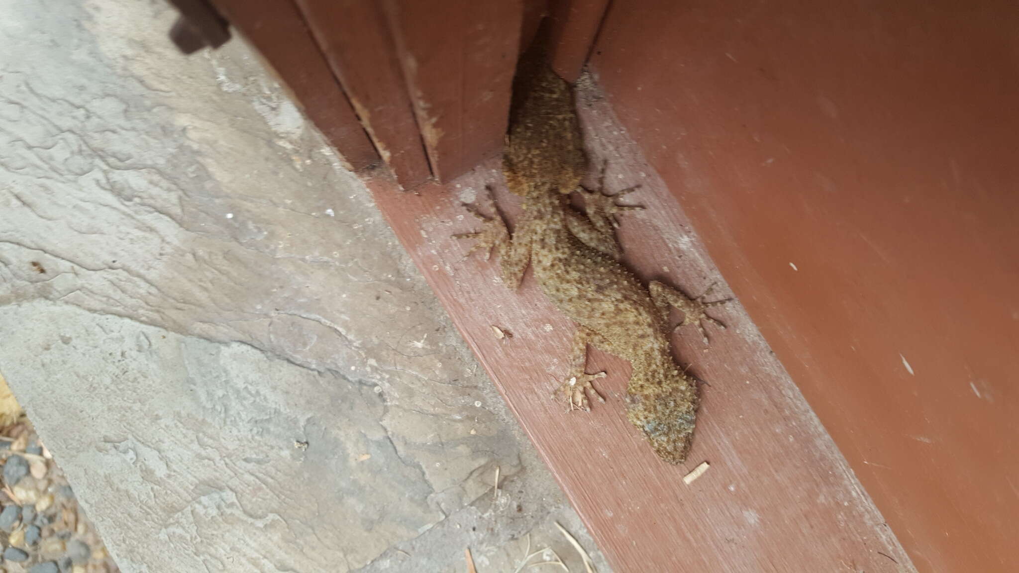 Image of Broad-tailed Gecko