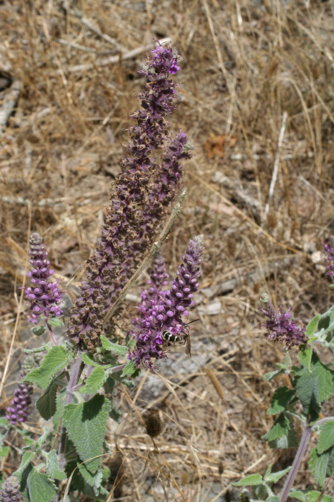 Image de Teucrium hircanicum L.