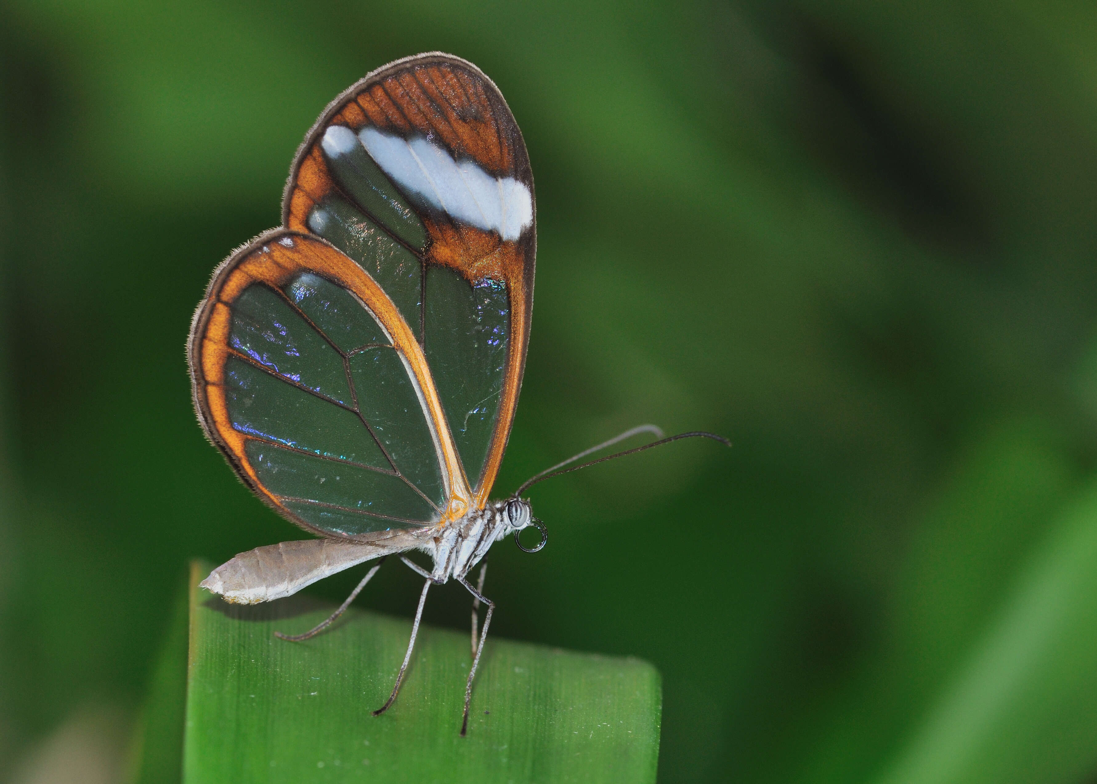 Image of Glass Wing