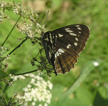 Image of Limenitis helmanni Lederer 1853