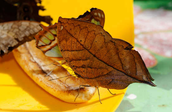 Image of Indian leafwing