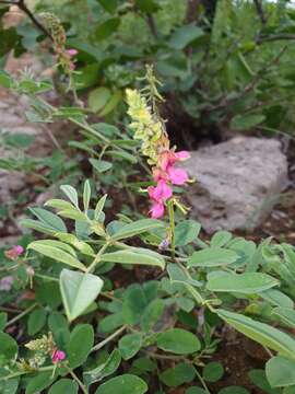 Image of <i>Indigofera <i>schimperi</i></i> Jaub. & Spach var. schimperi