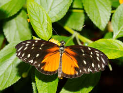 Image of Heliconius hecale Fabricius 1775