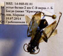Image of Prionyx subfuscatus (Dahlbom 1845)