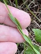 Image of Sandplain Flax