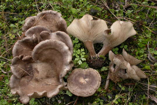 Image of Lyophyllum littorale (Ballero & Contu) Contu 1998