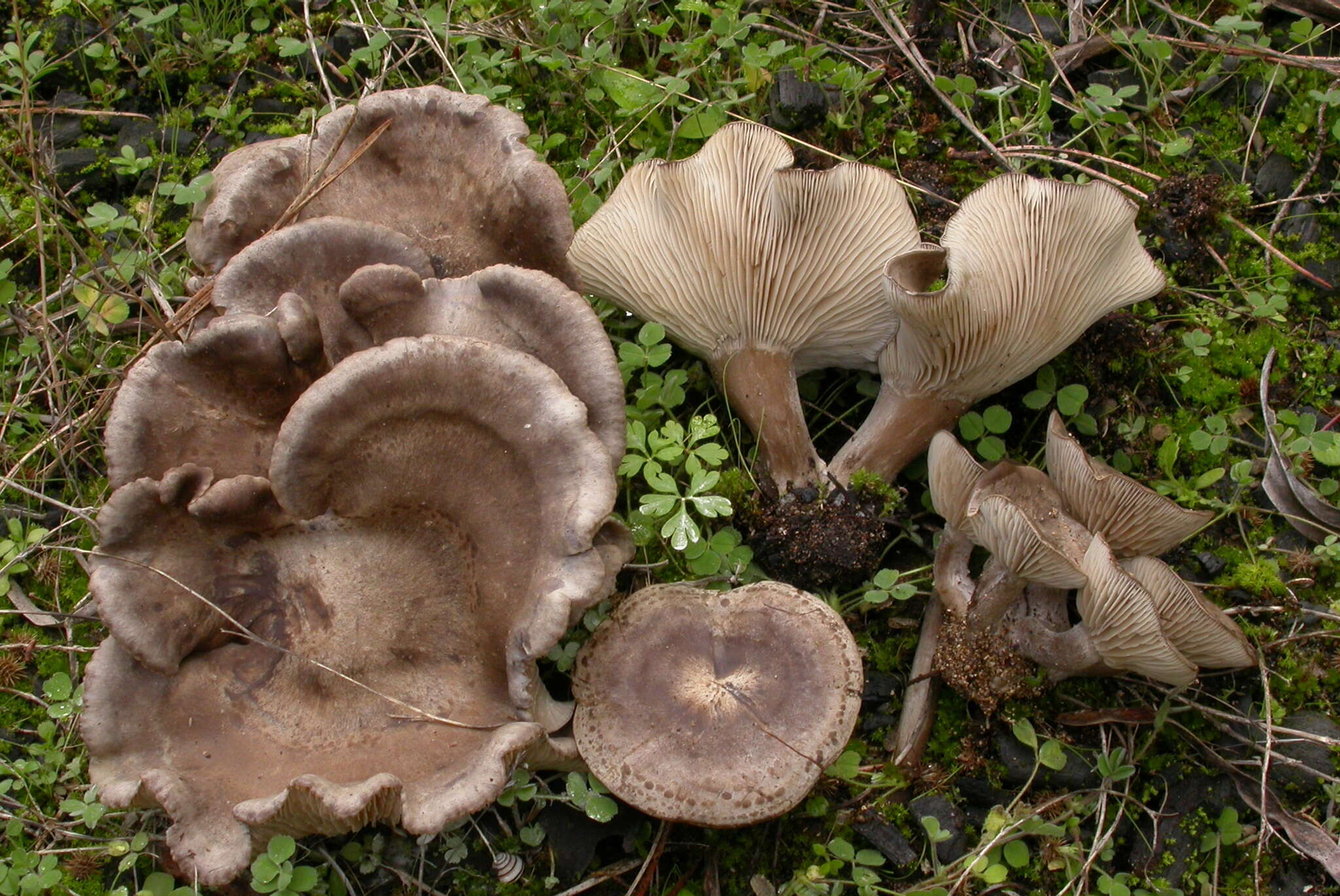 Image of Lyophyllum littorale (Ballero & Contu) Contu 1998