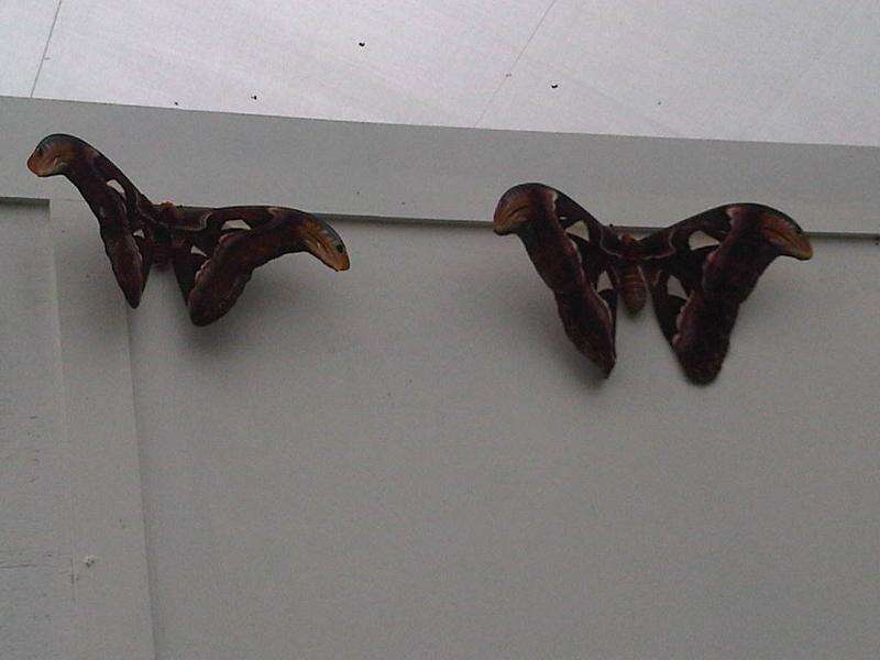 Image de Attacus atlas (Linnaeus 1758)