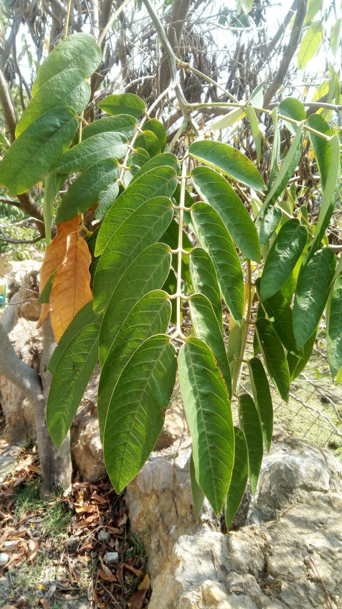 Слика од Senna viarum (Little) H. S. Irwin & Barneby