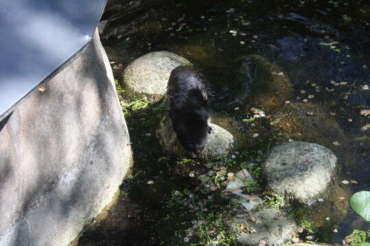 Image of American Mink