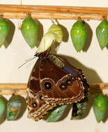 Image of Morpho peleides Kollar 1850