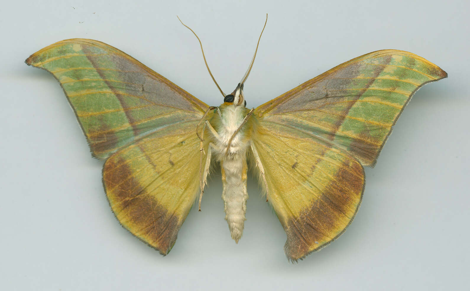 Image of Tanaorhinus viridiluteata Walker 1861