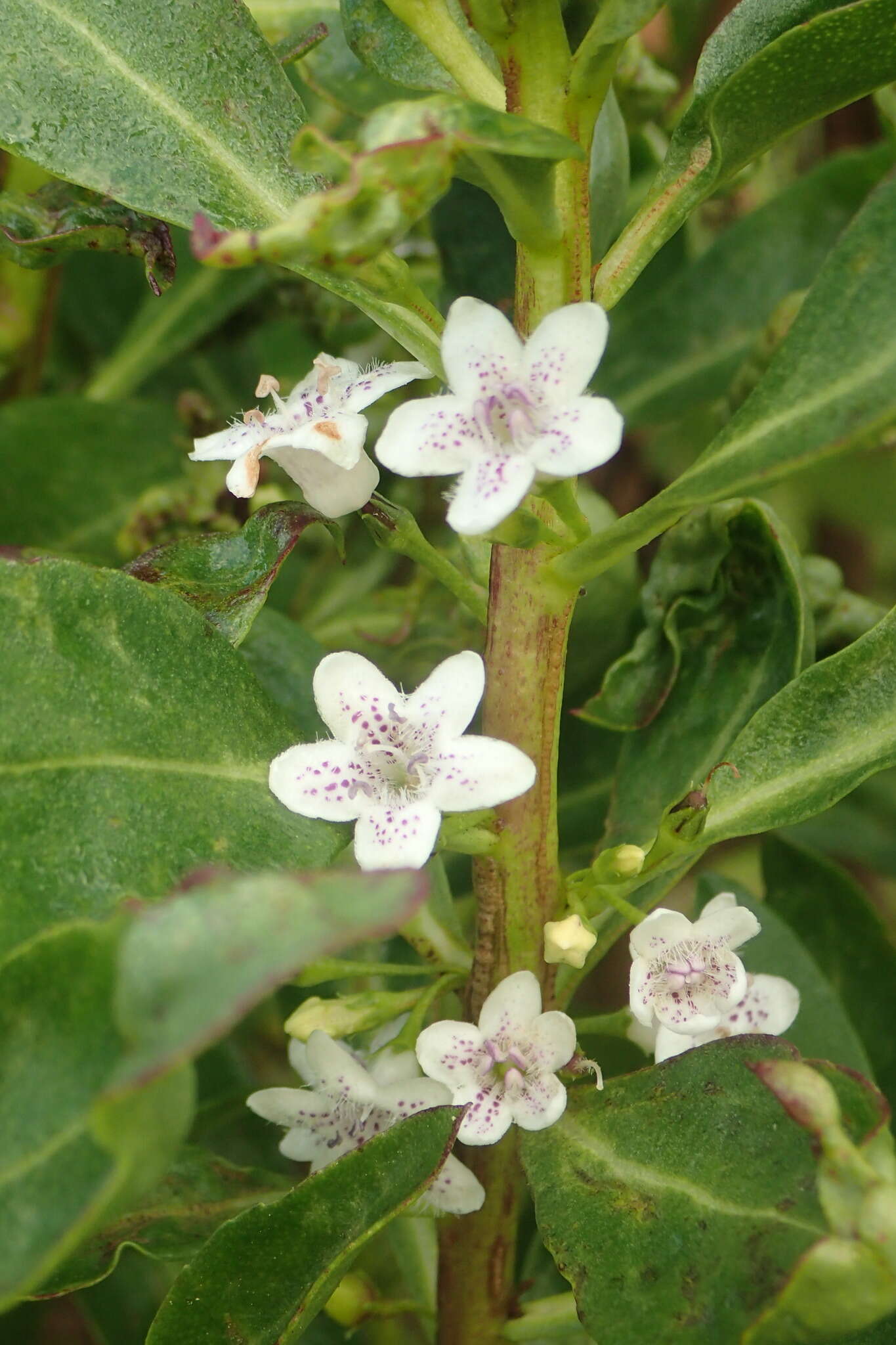 Image of <i>Myoporum <i>laetum</i></i> var. laetum