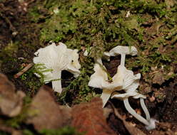 Image of Hemimycena lactea (Pers.) Singer 1938