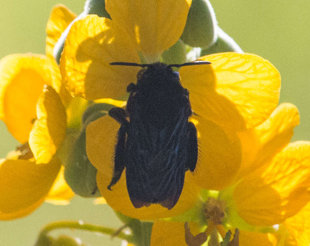 Image of Eulaema nigrita Lepeletier 1841