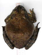 Слика од Lithobates catesbeianus (Shaw 1802)