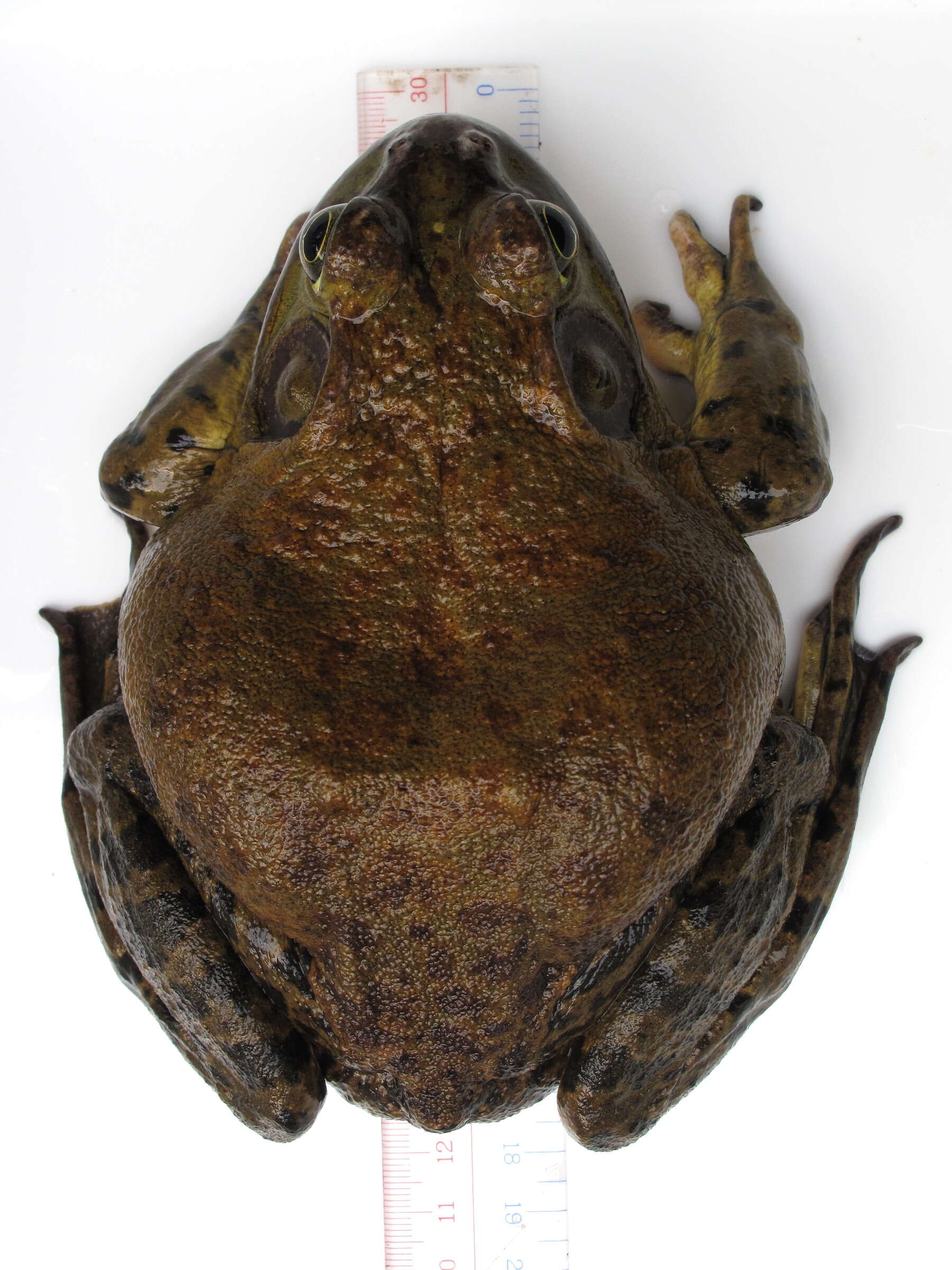 Image of American Bullfrog