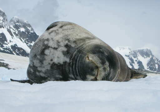 Image of Weddell seal