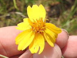 Image de Thelesperma flavodiscum (Shinners) B. L. Turner