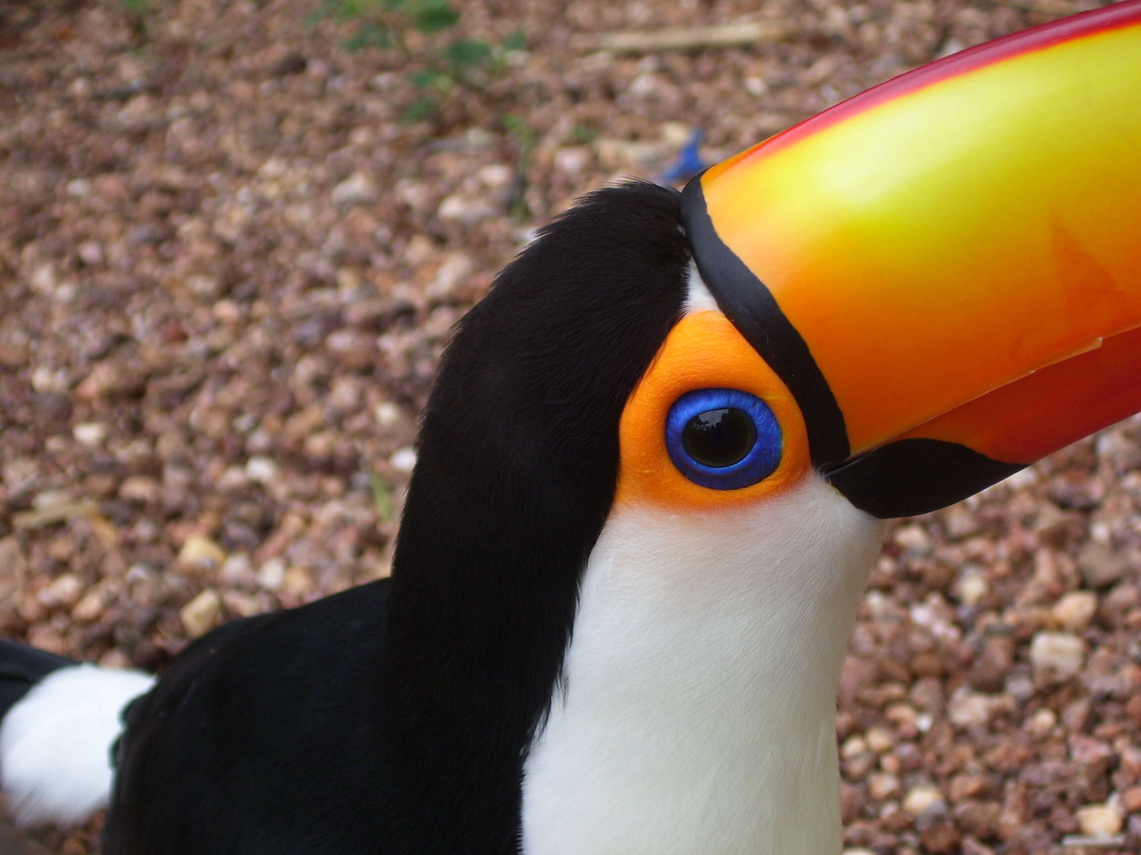 Image of Toco Toucan