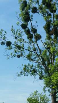 Image of European mistletoe